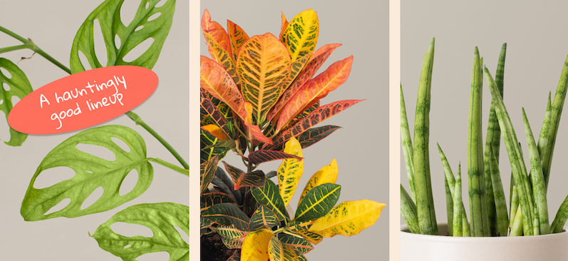Monstera Adansonii, Croton Petra, Snake Plant Cylindrical