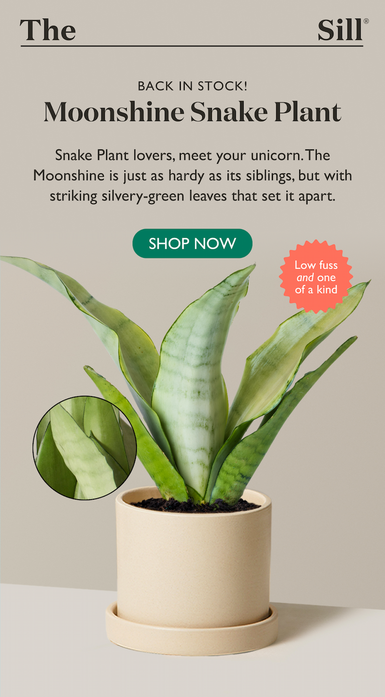 Snake Plant lovers, meet your unicorn. The Moonshine is just as hardy as its siblings, but with striking silvery-green leaves that set it apart.