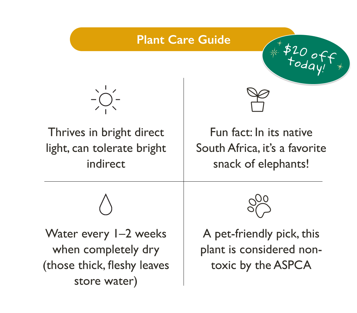 Simple Plant Care Tips