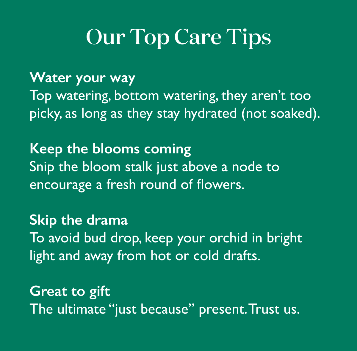 Our top orchid care tips.