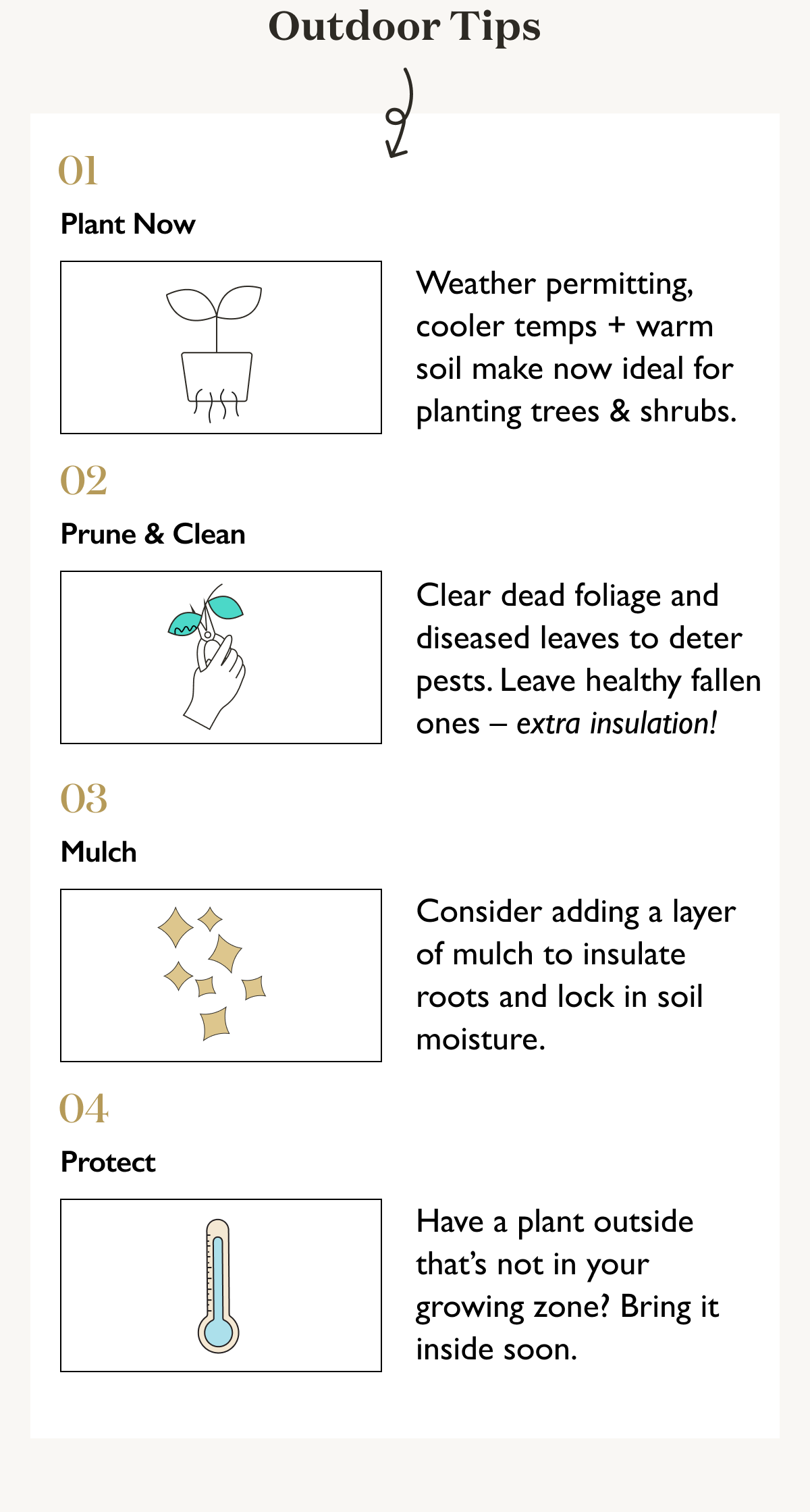 Outdoor Plants and Fall Care Tips