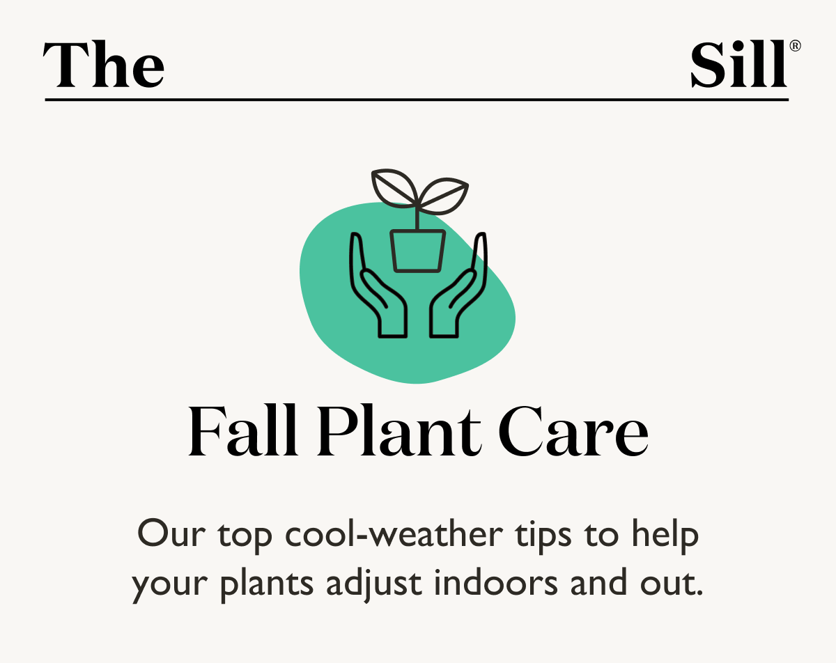 Our top cool-weather tips to help your plants adjust indoors and out.