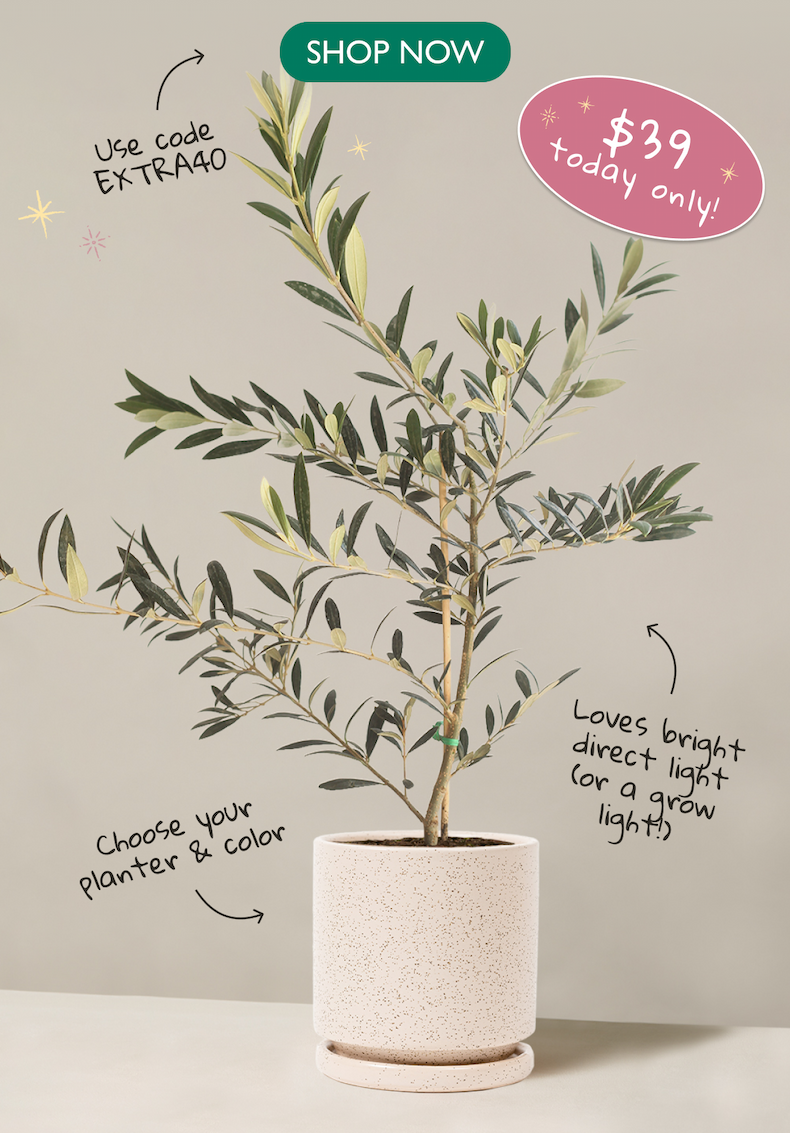 Save more on Olive Trees with code EXTRA40