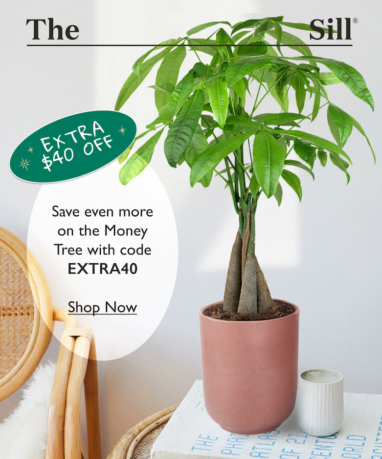 Final hours. Save even more on the Money Tree with code EXTRA40.