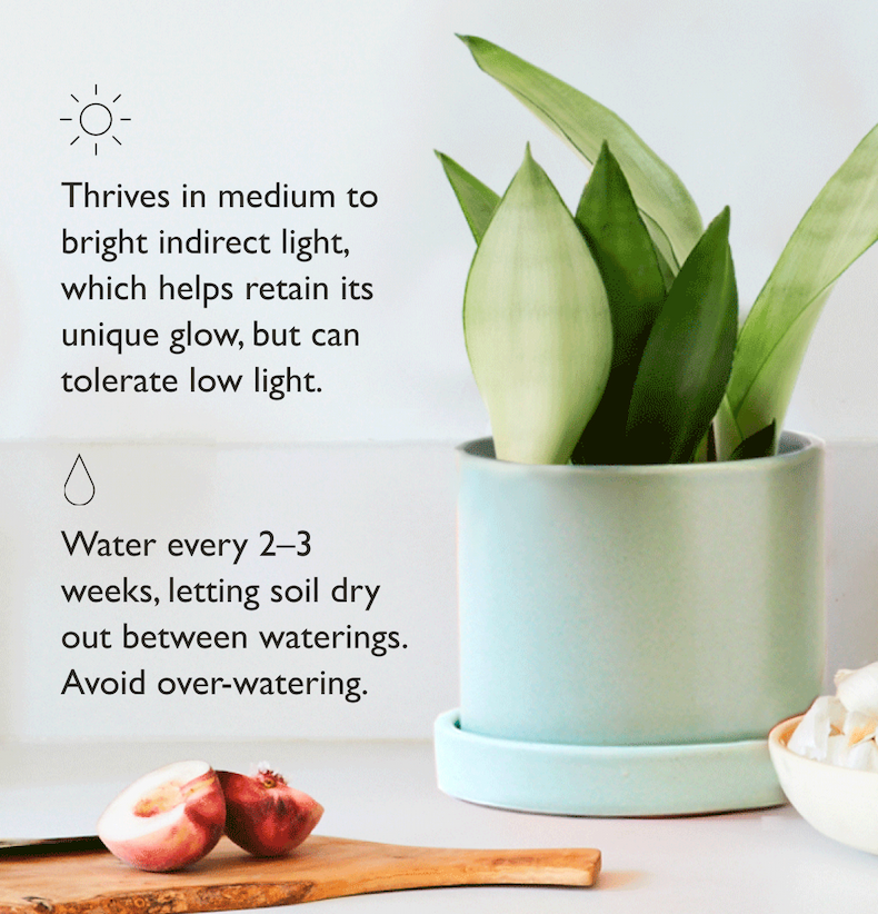 Moonshine Snake Plant Care Guide