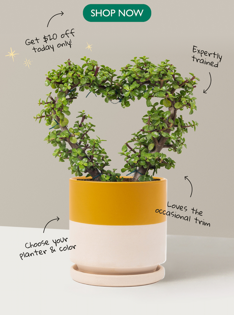 Today only, save $20 on the Elephant Bush Heart Bonsai with code HEARTTHROB.