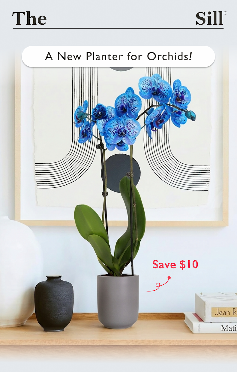 Meet our new planter for orchids.