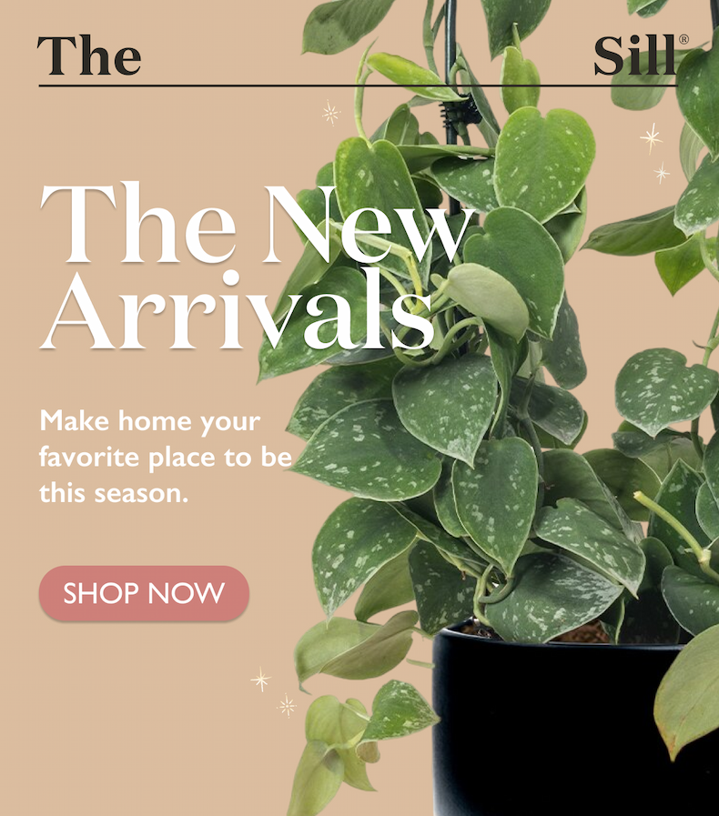 The New Arrivals: Make home your favorite place to be this season.