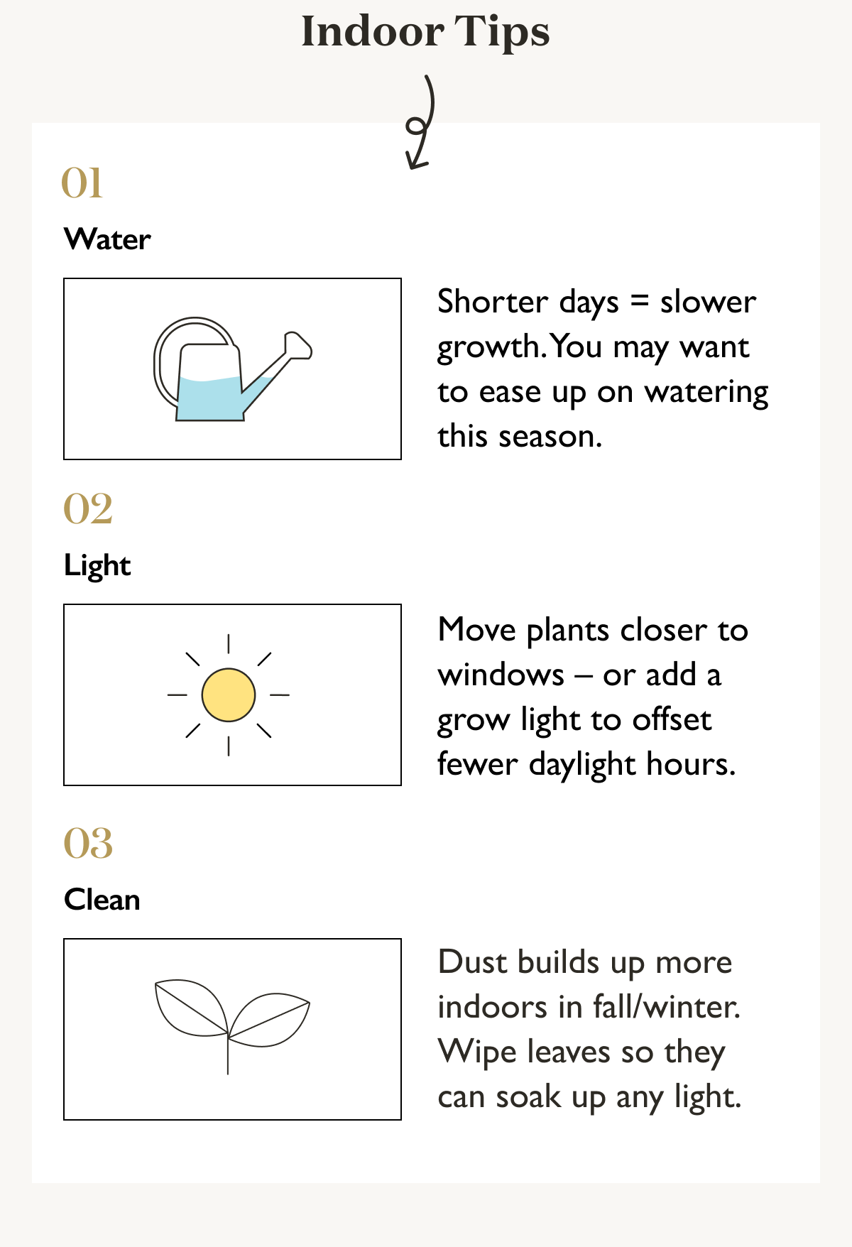 Indoor Plants and Fall Care Tips