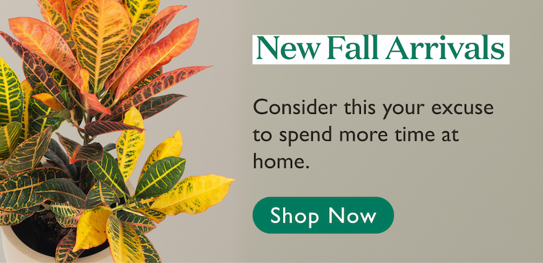 New Fall Arrivals Indoor Plants