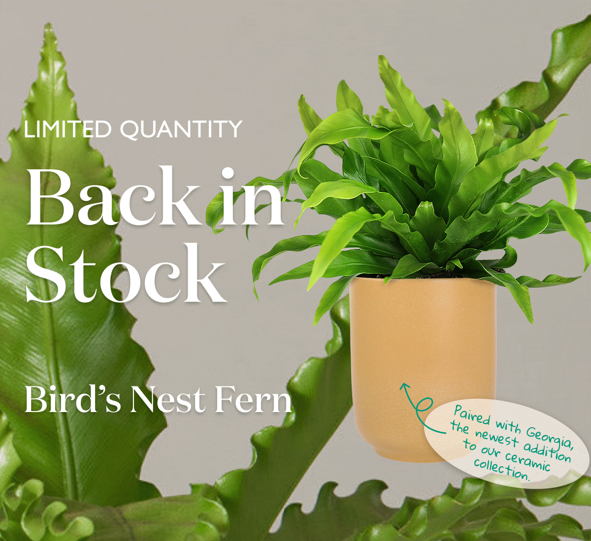 Back in stock in limited quantities.