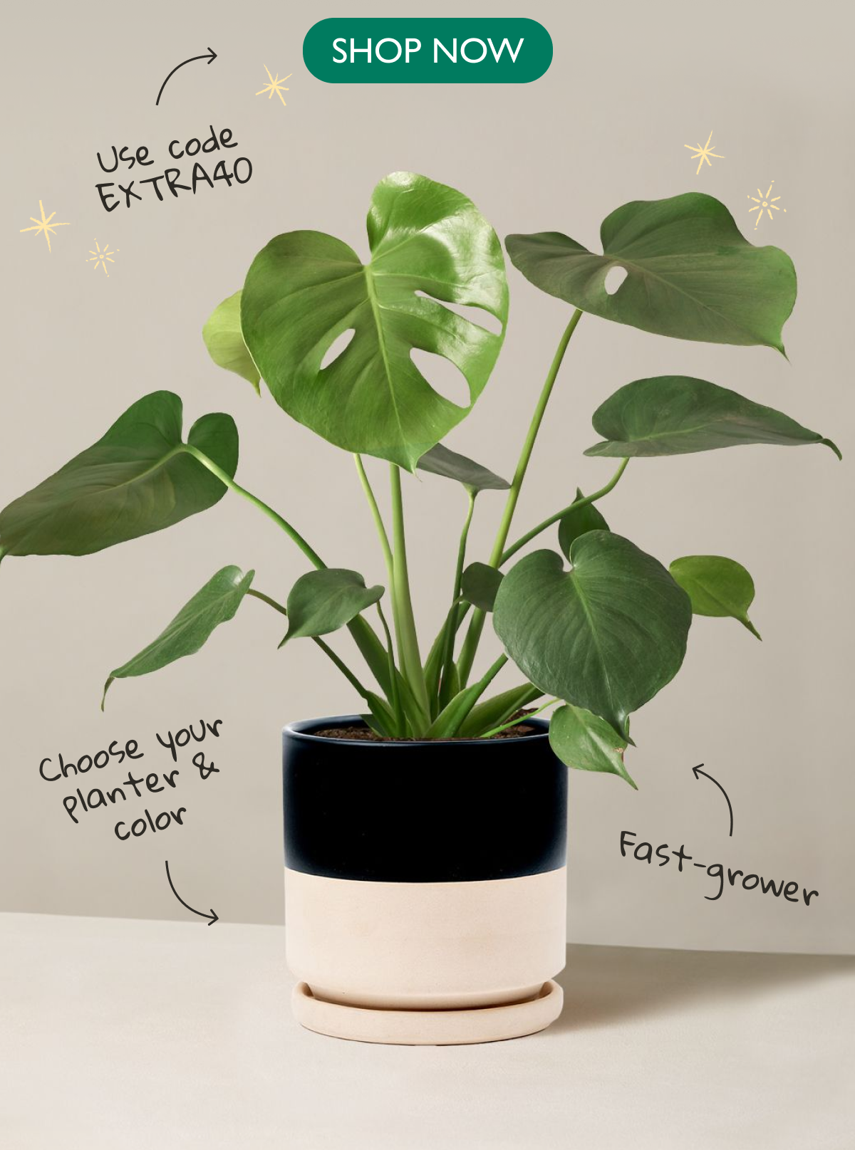 Daily Deal Monstera Deliciosa with Isabella Ceramic Planter
