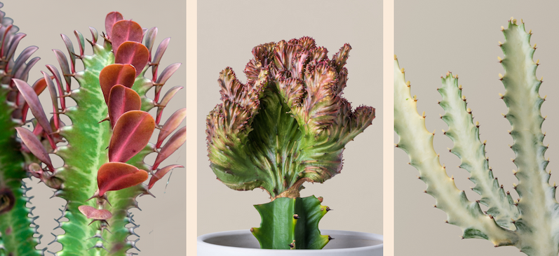 African Milk Tree, Mermaid Tail Cactus, Euphorbia White Ghost