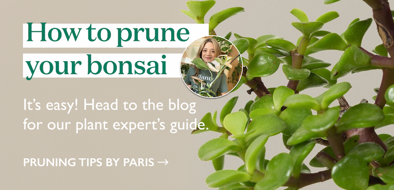How to Prune Your Bonsai Plant Care Guide