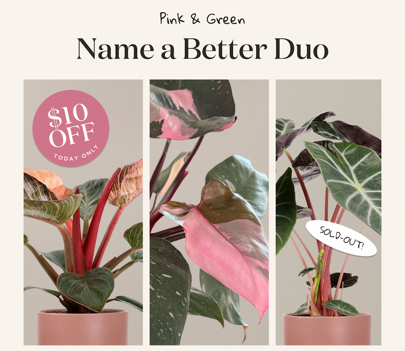 Pink and Green Plant Duos