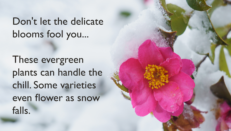 These hardy evergreen plants can handle the cold. Some varieties even flower as snow falls.