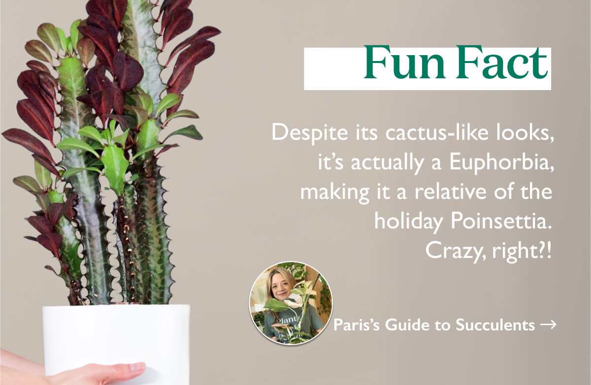 Despite its cactus-like looks, it’s actually a Euphorbia, making it a relative of the holiday Poinsettia.