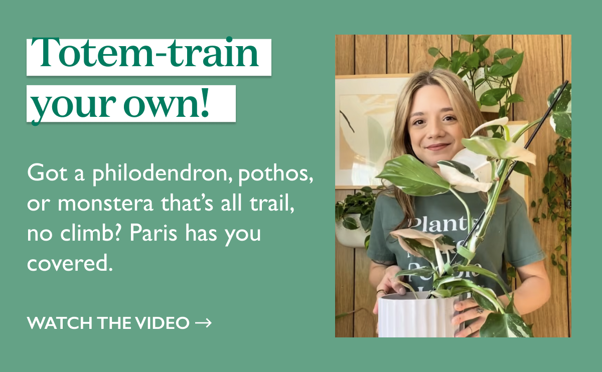 Tips from our plant expert on totem-training your own trailing plant at home.