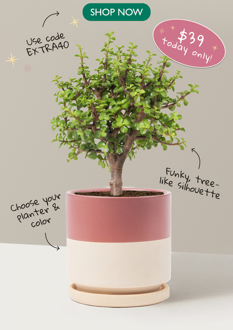 Today Only $39 Beginner Bonsai Elephant Bush